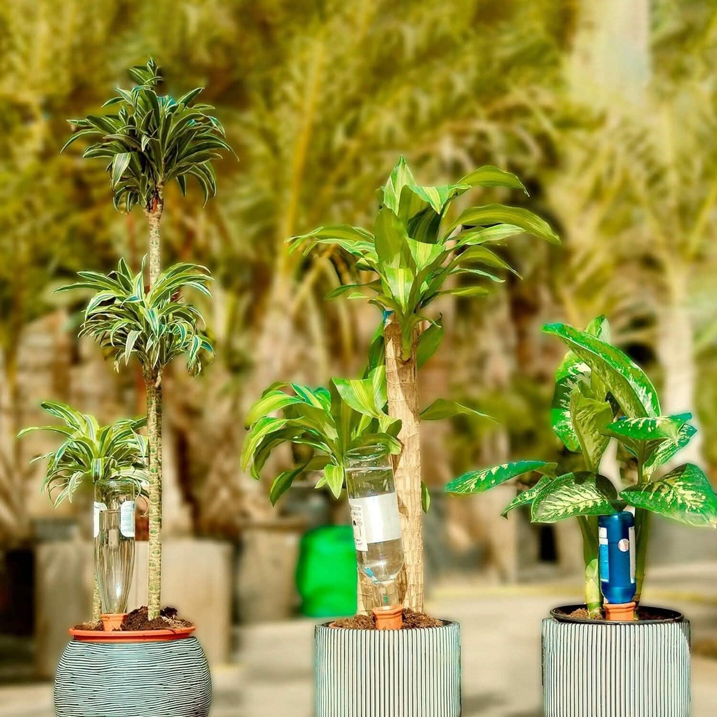 10-Pack: Spikes Teracotta Plant Watering Device DailySale