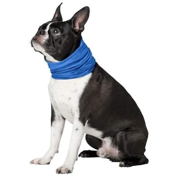 K9 Chill Dog Cooling Collar DailySale