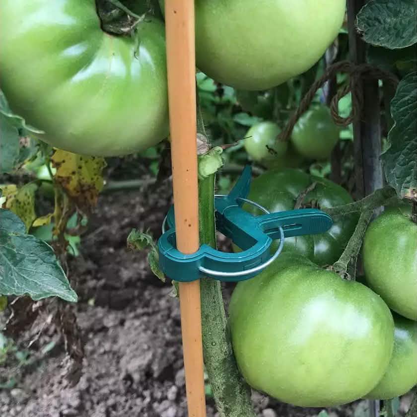 Plant Support Clips for Garden Vine to Grow Upright DailySale