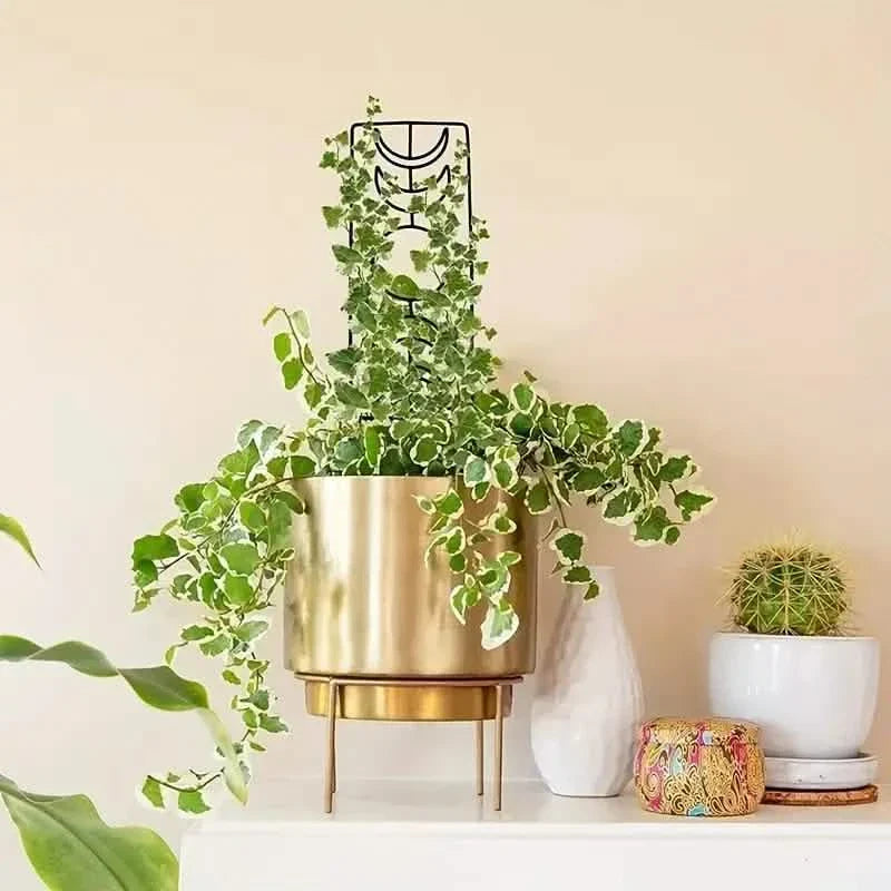 2-Pack: Metal Plant Trellis for Climbing Plants Indoor DailySale