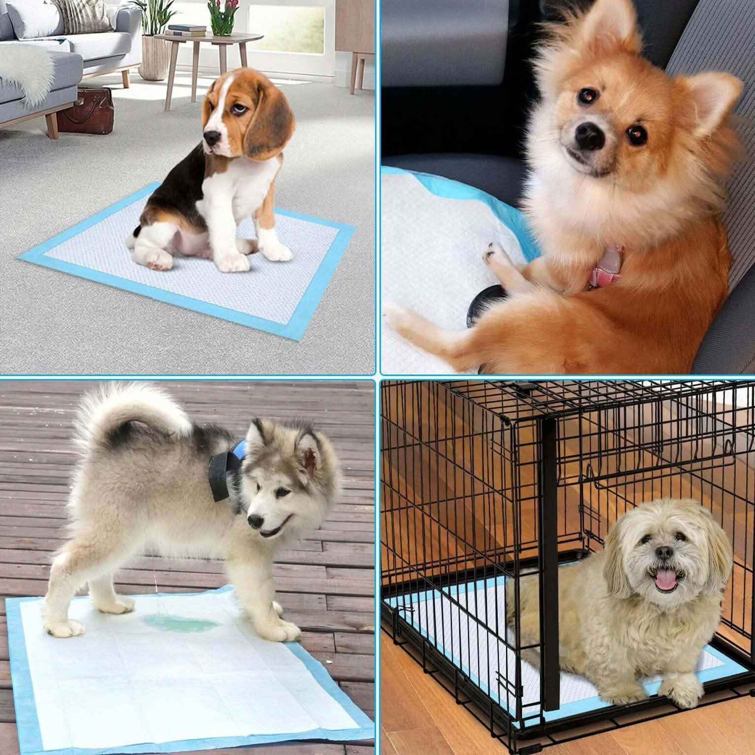 30-Piece: Ownpets Pet Dog Training Pads DailySale