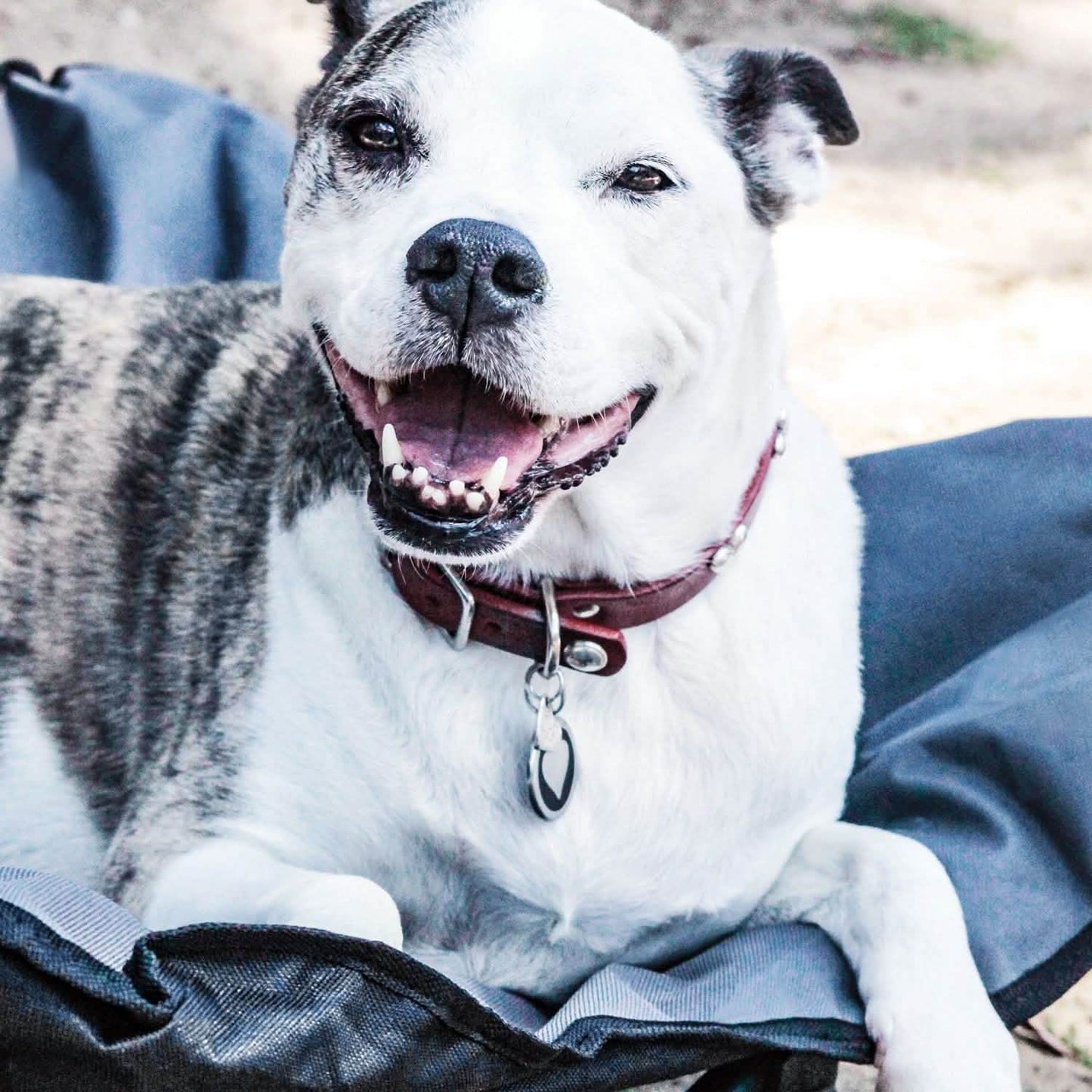 Elevated Camping Pet Bed Medium DailySale