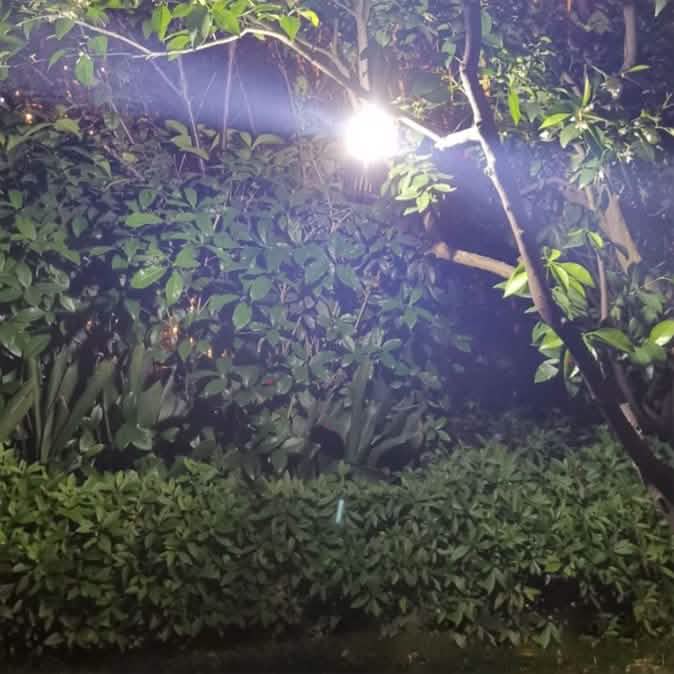 Hakol Outdoor Solar Powered LED Rechargeable Mosquito Zapper Lantern DailySale