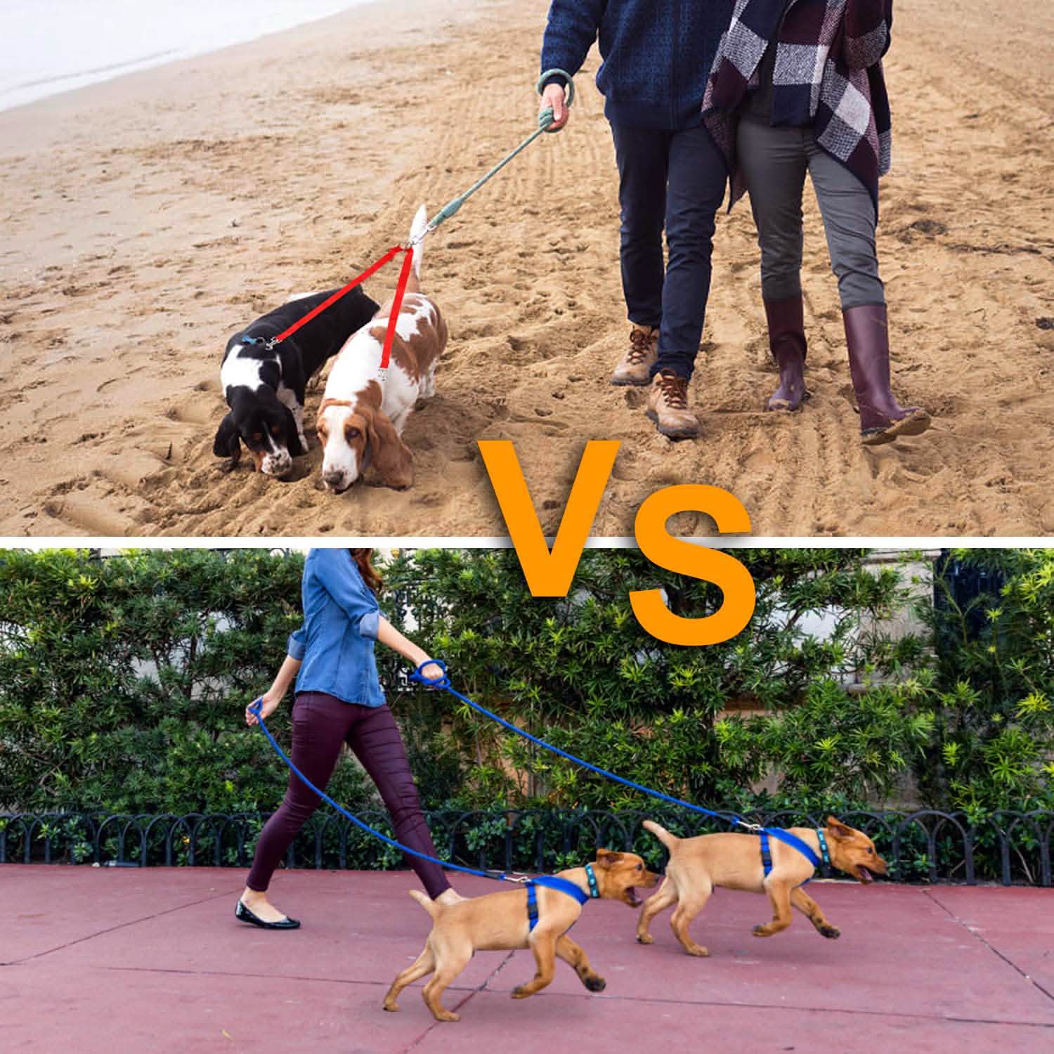 No-Tangle Dual Dogs Leash DailySale