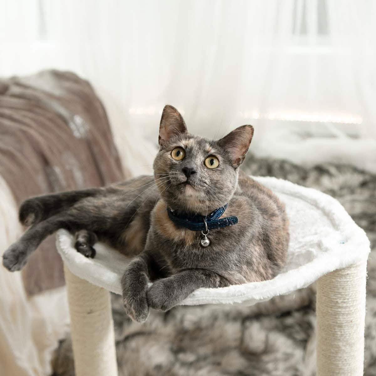 Paws & Pals 3-in-1 Cat Scratching Post with Hammock and Toy DailySale