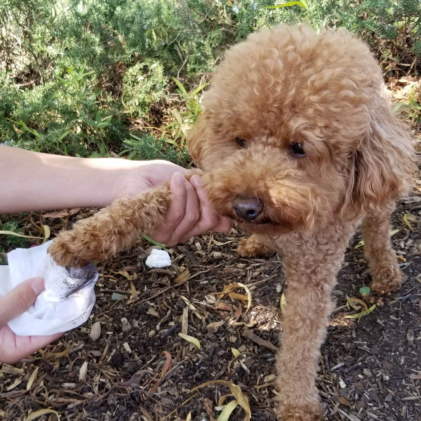 Paws & Pals Pet Grooming Wipes Hypo-Allergenic Cleansing and Deodorizing DailySale