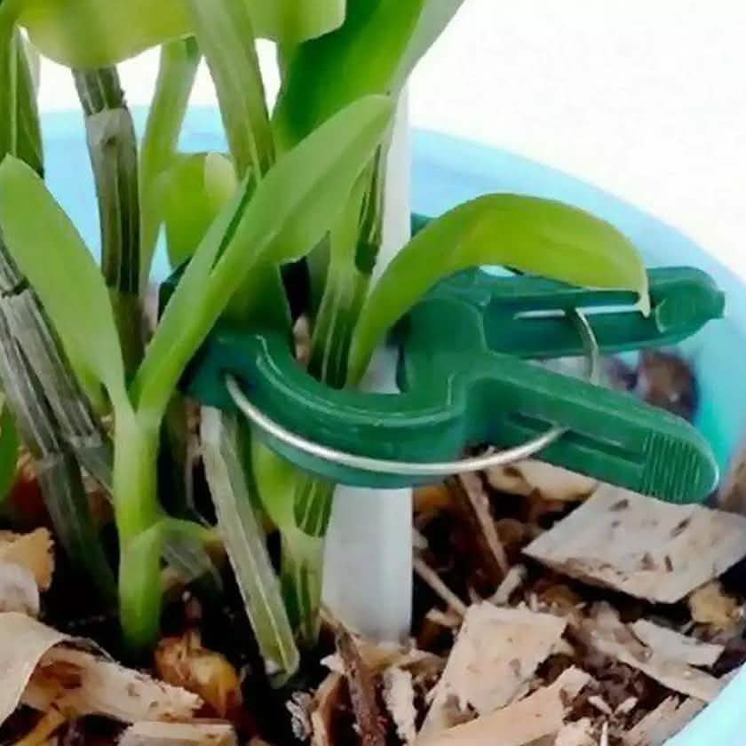 Plant Support Clips for Garden Vine to Grow Upright DailySale