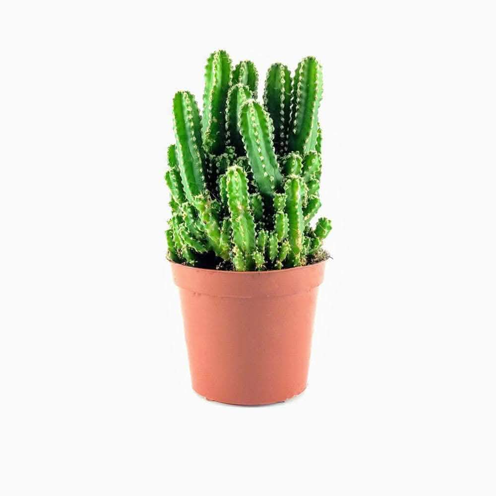Plant Your Own Garden Grow Kit DailySale