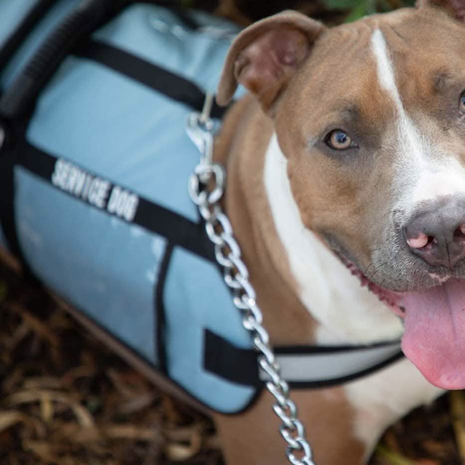 Service Dog Jacket DailySale