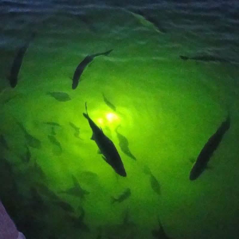 Sunbeam LED Fishing Light DailySale